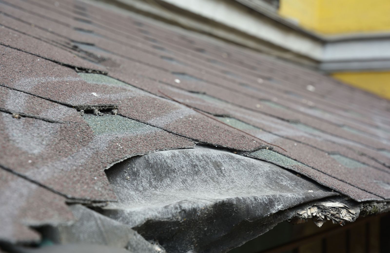 Lively Roofing Company Images